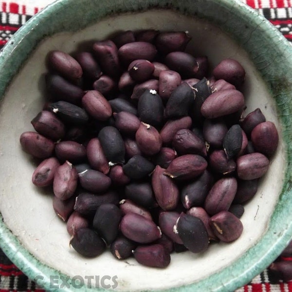 Cacahuète noire - 5+ graines - H 043