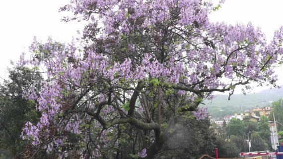 Empress Tree - Paulownia Tomentosa - 50+ Seeds - W 130 - Etsy Canada