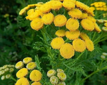 Tanaceto Común - Tanacetum vulgare - 50+ semillas (E 134)