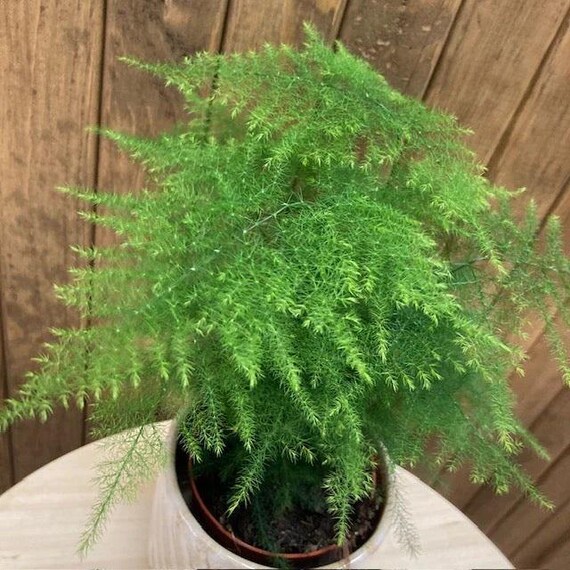 Asparagus Plumosus - Le Koke di Cinthia - Ordina online su