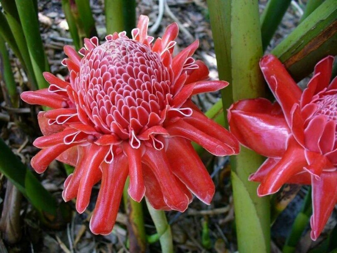 Torch Ginger Red Ginger Lily Etlingera Elatior 5 Seeds Etsy