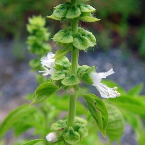 Chang Basil - Thai Holy Basil - Ocimum basilicum - 20+ seeds - Samen - F 243