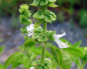 Basilic Chang - Basilic sacré thaïlandais - Ocimum basilicum - + de 20 graines - Samen - F 243