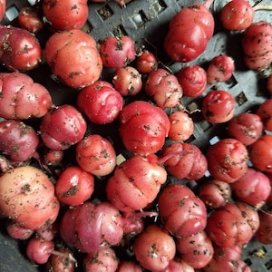 Könnte beinhalten: Nahaufnahme einer Sammlung roter Kartoffeln. Die Kartoffeln, in verschiedenen Größen und Formen, weisen eine rötlich-rosa Farbe auf, mit Erde, die an ihren Oberflächen haftet. Sie sind in einem dunklen Behälter angeordnet, was auf eine Ernte oder eine Marktpräsentation hindeutet.