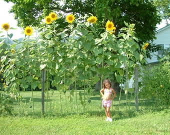 Sunflower Giant - Sky Scraper Sunflower - 40+ seeds - RARITY! He 001