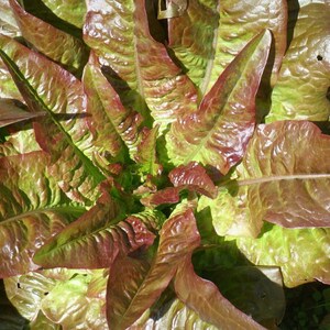 Puede incluir: Primer plano de una planta de lechuga roja y verde con hojas grandes y rizadas.