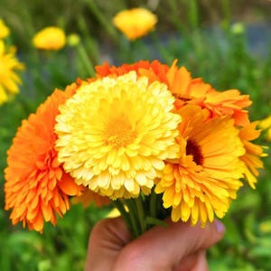 Puede incluir: Un vibrante ramo de flores de caléndula, que muestra una mezcla de tonos amarillo brillante y naranja. Los pétalos están densamente empaquetados, creando una apariencia completa y texturizada. Las flores se sostienen con tallos verdes, con un fondo verde borroso.