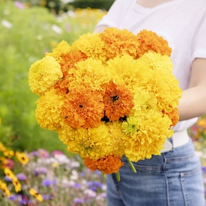 Mix di semi di tagete africano - Tagetes erecta - 50 semi - Ed 107
