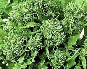 Broccoletto Sessantina - Sprouting Broccoli - cima di rapa - 200+ seeds - B 116