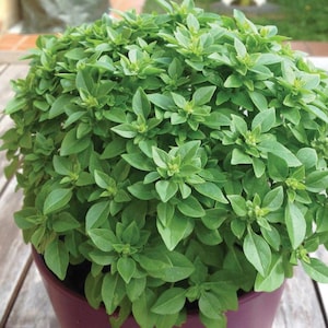 Basil Bonsai - Etsy Canada
