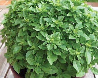 Zartes griechisches Basilikum - Ocimum Basilicum - 40+ Samen - F 250