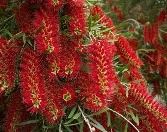 Könnte beinhalten: Eine Nahaufnahme eines roten Flaschenbürstenbaums in voller Blüte. Die Blüten sind lang und gefiedert, in einem leuchtenden Rot. Der Baum befindet sich in einem Garten.