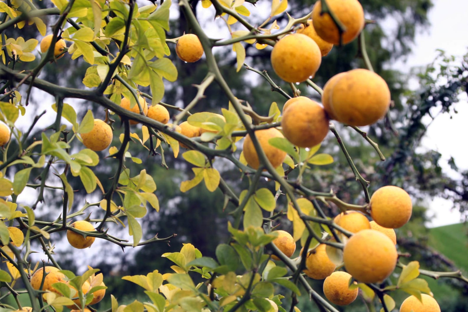 Trifoliate Orange Poncirus Trifoliata 20 Seeds G 001 Etsy