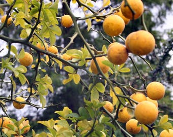 Trifoliate Orange, Poncirus trifoliata 20 seeds (G 001)