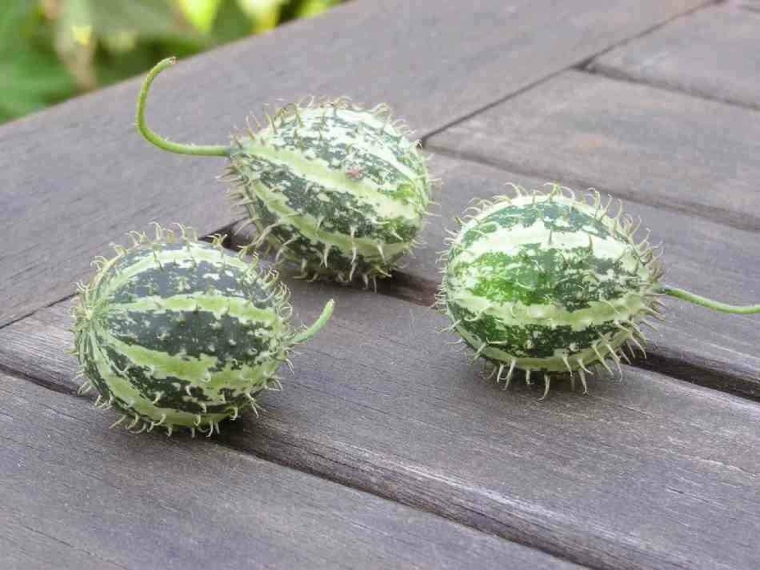 African Gooseberry Cucumber 5 Seeds CU 020 Etsy