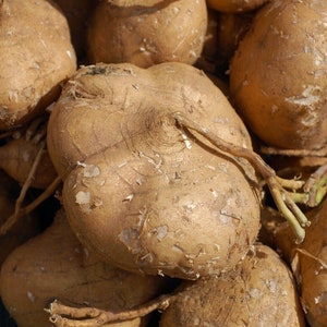 Yam Bean - Jicama - Yambohne - Pachyrhizus erosus - 5+ sementes - R$ 149