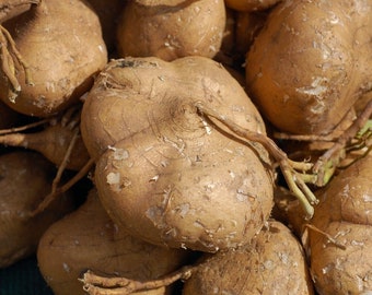 Yam Bean - Jicama - Yambohne - Pachyrhizus erosus - 5+ seeds - R 149