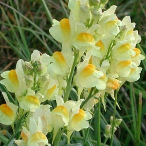 Gelbes Leinkraut - Linaria vulgaris - 50 Samen (E 164)