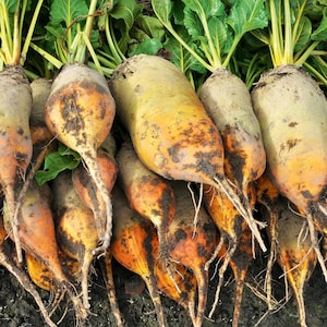 Può includere: Primo piano di un mucchio di barbabietole dorate con cime verdi. Le barbabietole hanno una sfumatura giallo-arancio e sono coperte di terra. L'immagine mette in risalto i prodotti freschi.