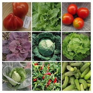 May include: A collage of fresh produce, including red tomatoes, green lettuce, red cabbage, green cabbage, red chili peppers, and green cucumbers.