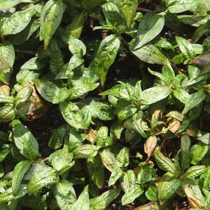 Vietnamese Coriander - Persicaria odorata - Koriander - 25+ Seeds - F 230