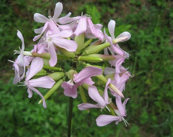 Common Soapwort, Saponaria officinalis 50 seeds (E 019)