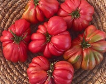 Pomodoro Zebra Nero - 5+ semi - P 403