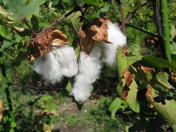 Red Tree Cotton Gossypium arboreum Baumwollpflanze 10+ Samen