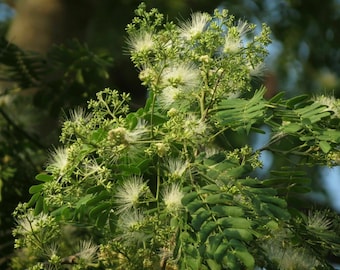 Ceylon Rosewood - Albizia odoratissima - 5+ Seeds - (W 126)