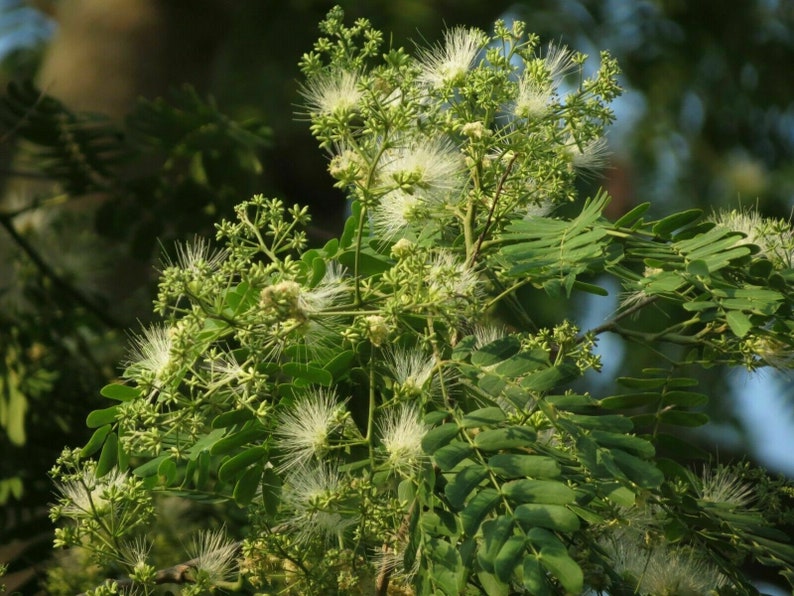 Ceylon Rosewood Albizia odoratissima 5 Seeds W 126 image 1