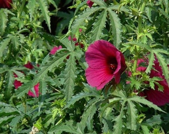 Kenaf Ruby Red - Hanfhibiscus - Hibiscus cannabinus - 10+ seeds - Ed 085