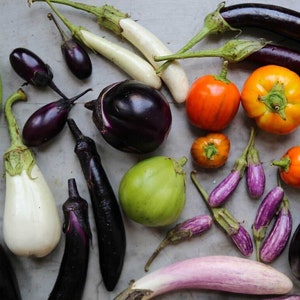 Melanzane MIX - Auberginen Mischung - 20+ semi - V 033