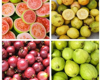 Mix di semi di guava – selezione casuale dalle nostre rare varietà di guava 10 semi Gx 209