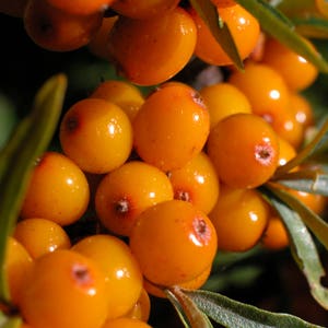 Common Sea Buckthorn, Hippophae rhamnoides 50 seeds (G 033)