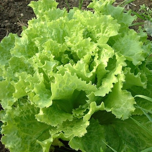Op de afbeelding: Een close-up van een krop groene sla met gekrulde bladeren. De sla groeit in een tuin.