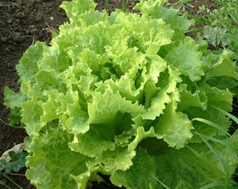 Picking Lettuce - Lollo Bionda Lettuce - 150+ Seeds - L 001