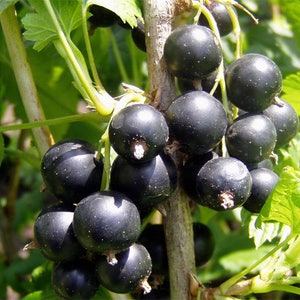 Blackcurrant, Ribes nigrum 25 seeds G 017 image 1