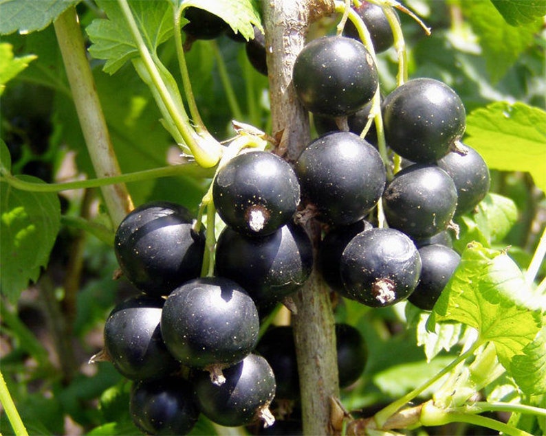 Blackcurrant, Ribes nigrum 25 seeds G 017 image 1