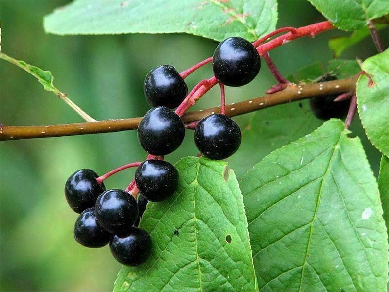 Common Bird Cherry Prunus padus 25 seeds G 096 画像 1