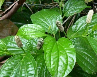 Long pepper - Pipli - Piper longum - 5+ seeds F 170