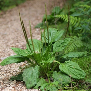 Piantaggine a foglia larga, Plantago major 25 semi E 037