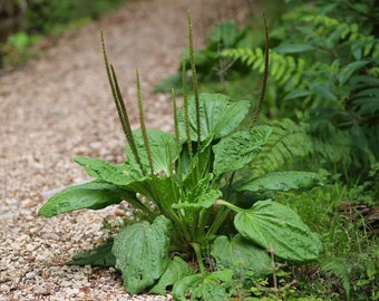 Babka szerokolistna, Plantago major 50 nasion E 037