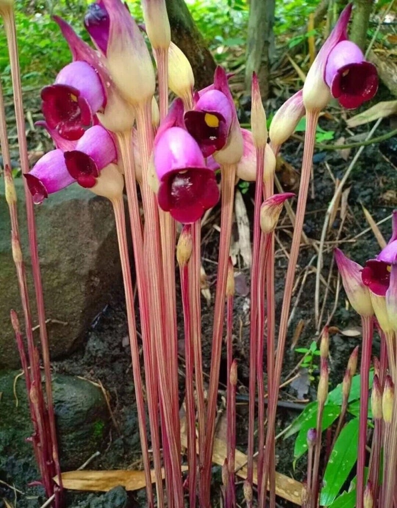 Indian broomrape Forest ghost flower Aeginetia indica 25 seeds Ed 067 image 1