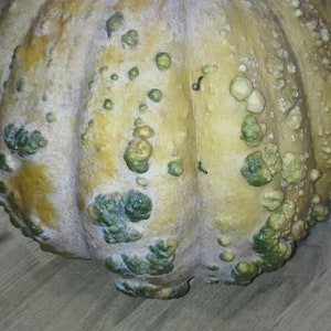May include: A pale yellow pumpkin with green and white bumps and a brown stem.