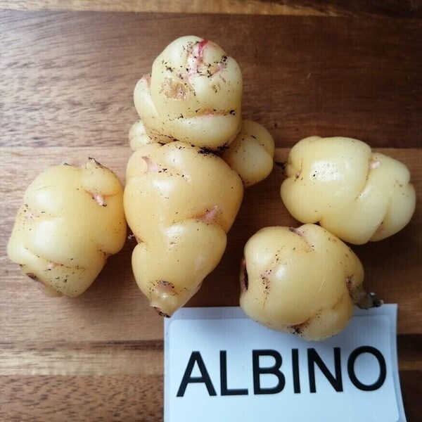 Oca – Albino – Oxalis tuberosa – 1 bulwa – T 031