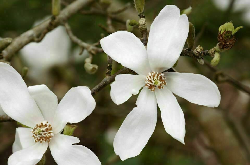 MAGNOLIA KOBUS 5 seeds Kobushi magnolia Japanese magnolia