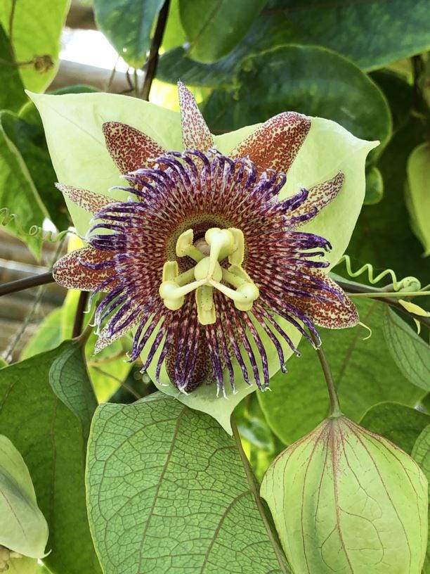 80 Stück Passiflora Blumensamen - Bunte Mischung Für Garten & Balkon