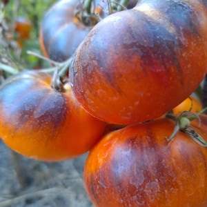 Può includere: Primo piano di diversi pomodori antichi sulla vite. I pomodori sono un mix di arancione e viola scuro, con una forma leggermente allungata. La buccia ha un aspetto screziato e i pomodori sono ancora attaccati ai loro steli verdi.