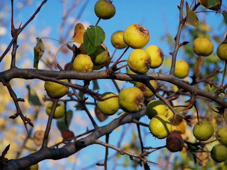 Wild pear, Pyrus pyraster 20 seeds G 039 image 3