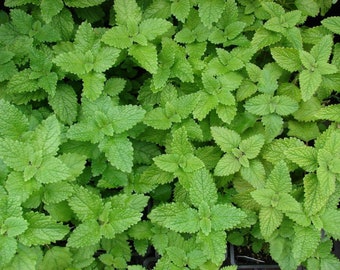 Lemon Balm - Melissa officinalis - 20+ seeds (F 068)